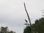 IMG 4585